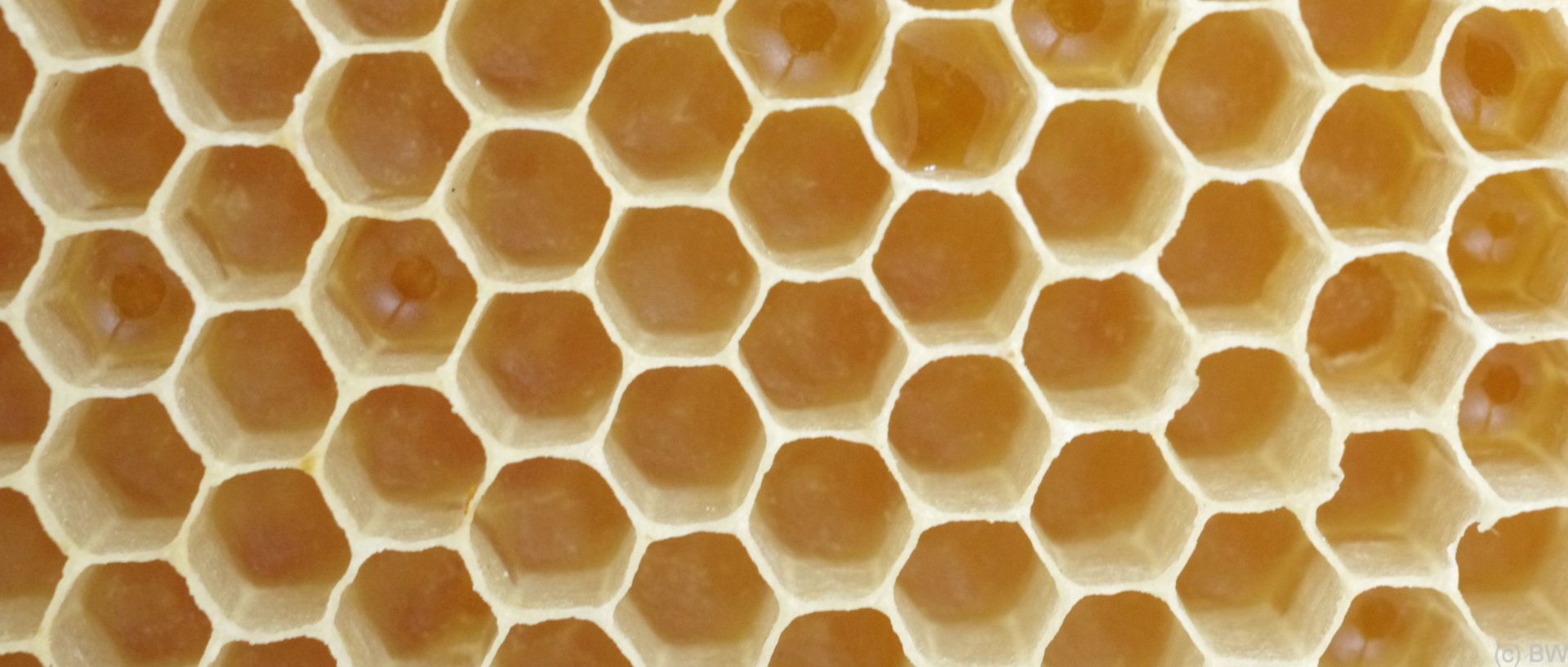 Bienenwachskerzen