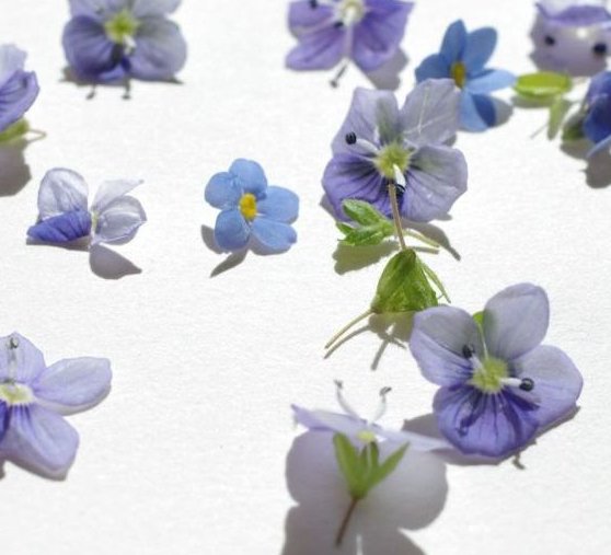 Blüten