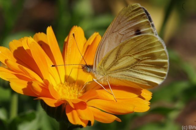 Ringelblume1